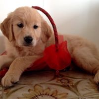 Questa immagine ha l'attributo alt vuoto; il nome del file è 10730999_1521181184819164_6220570976645055823_n.jpg