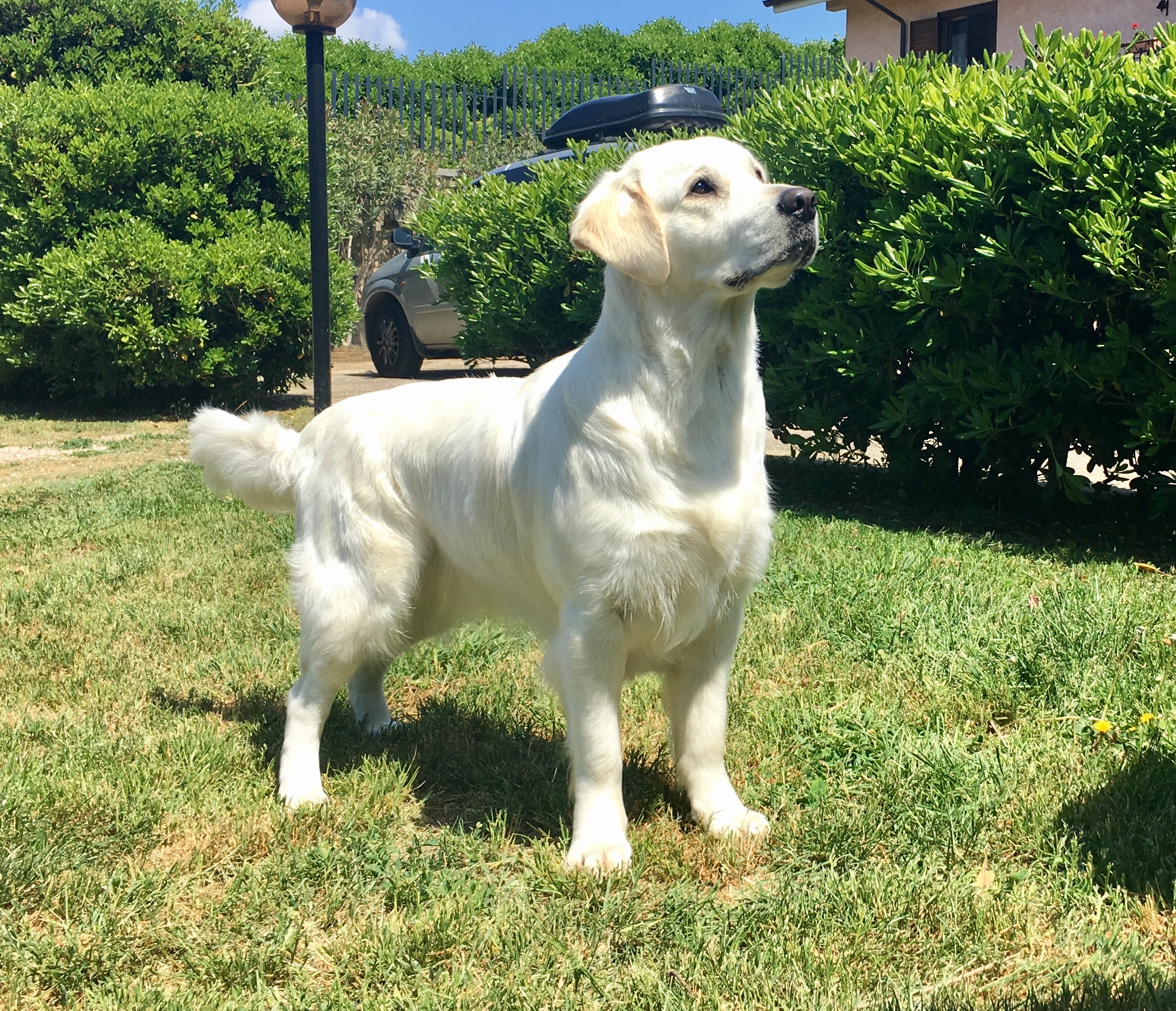 IL GOLDEN RETRIEVER – BRAVE BIG BEAR, image size:2474x2128