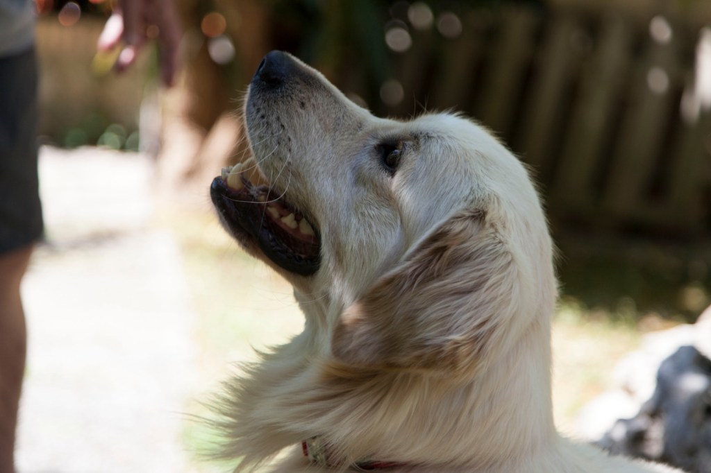 Brave Big Bear Victor Krueger